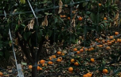 an orange tree in a fenced in area