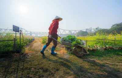 Farmer pushing a wheelbarrow filled with fresh green vegetables outdoors.