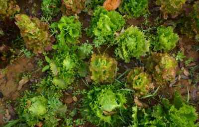 top-view photography of green vegetables
