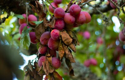 red round fruits on tree during daytime