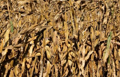 a close up of wheat
