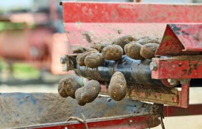 Potatoes being sorted on a conveyor belt